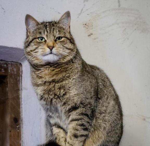 בית מלון כפרי Bauernhof Untergrafer