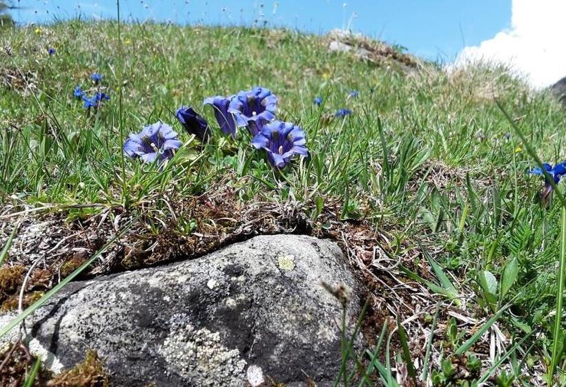 酒店 Gästehaus Zedlacherhof