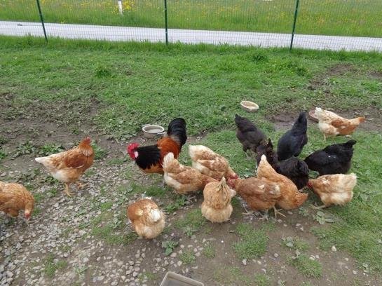 مبيت وإفطار Pension Herned