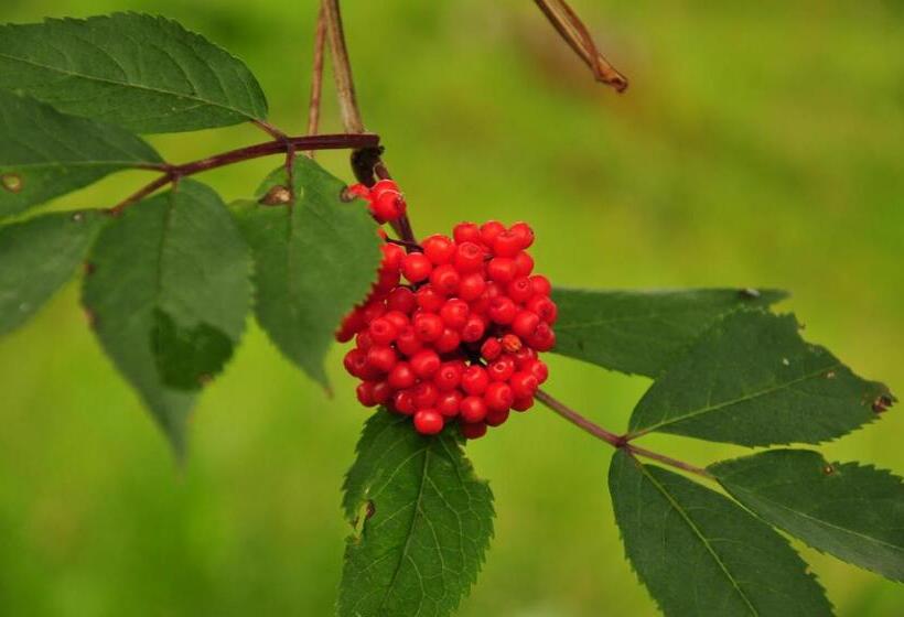 هتل Zittrauerhof   Urlaub Am Bauernhof Gastein