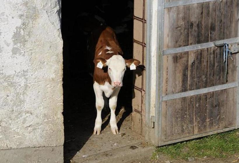 فندق Pension ötzmooshof