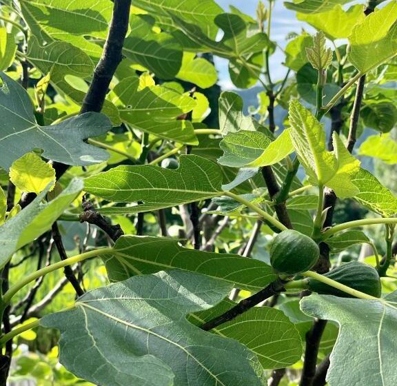 בית מלון כפרי Villa Parkschlössl