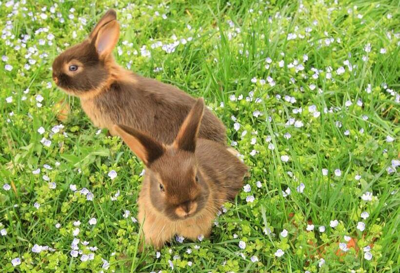 Weinbachbauer   Urlaub Am Bauernhof