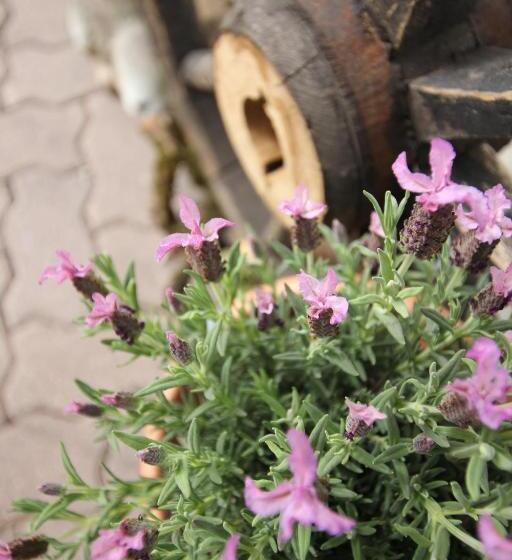 Weinbachbauer   Urlaub Am Bauernhof