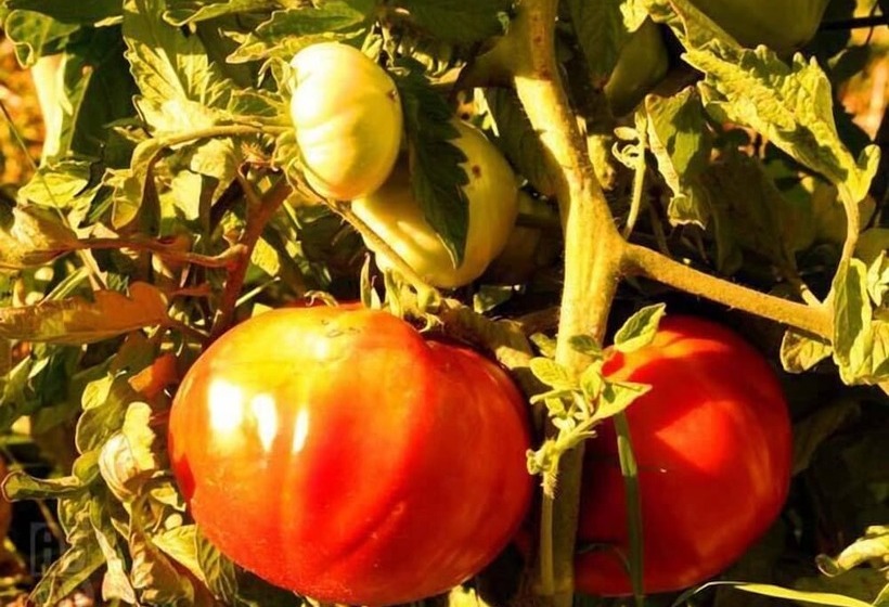 בית מלון כפרי La Fonte Del Cerro