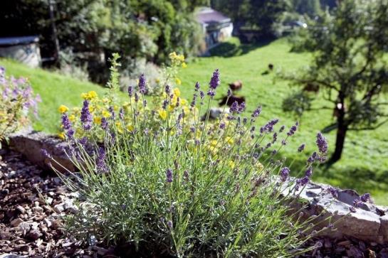 Bauernhof Haus Kandlinger - Kreuth-brunnbichl