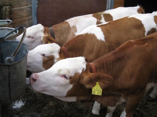 Bauernhof Haus Kandlinger - Kreuth-brunnbichl