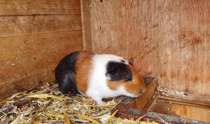 فندق Lugsteinhof