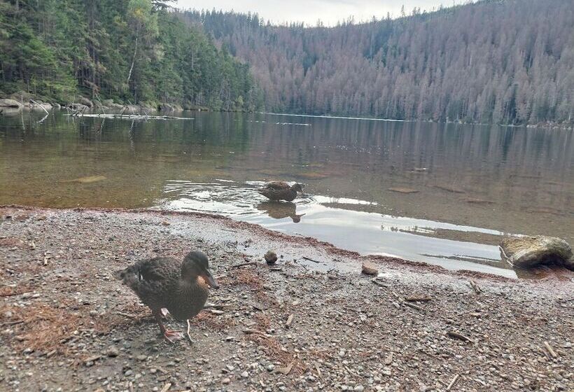 Отель Pension Eichhorn