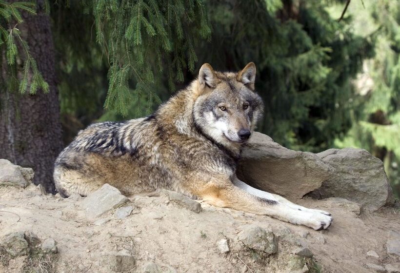 בית מלון כפרי Sonnbichl