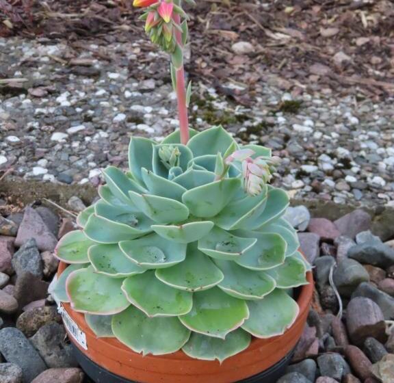 بنسيون Gastehaus Spieker