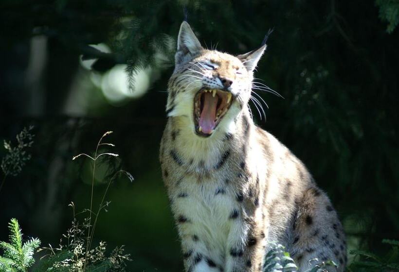 膳宿费 Gasthaus Zum Kellermann