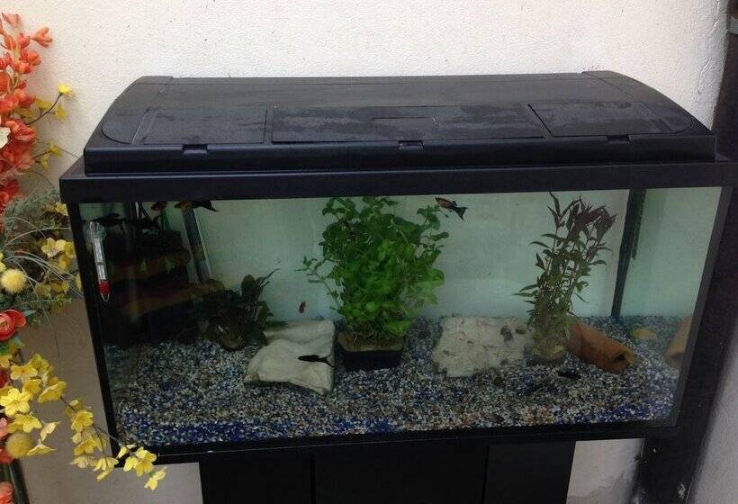 펜션 Gästehaus Peterhoff