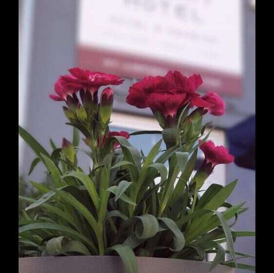 住宿加早餐 My Pension Stuttgart Airport Messe