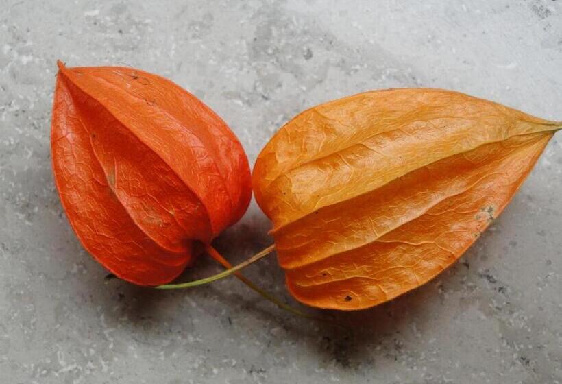 בית מלון כפרי Antonia