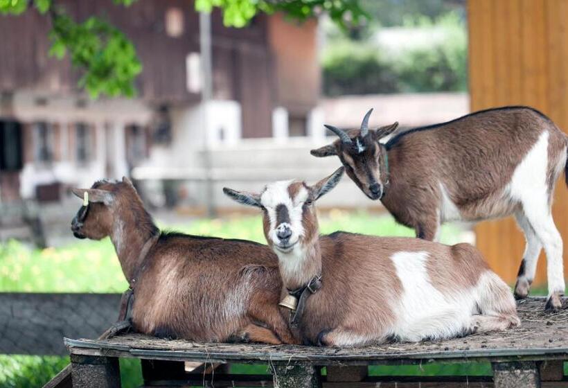 Отель Bachmair Alpina