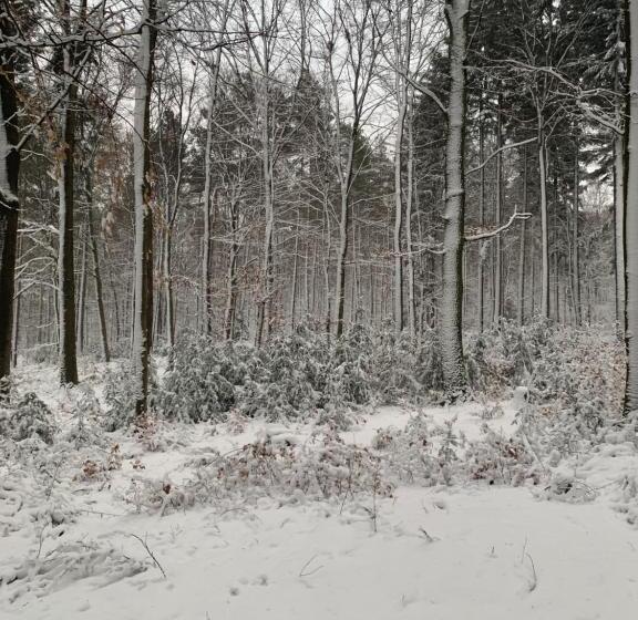 Отель Bettelhaus