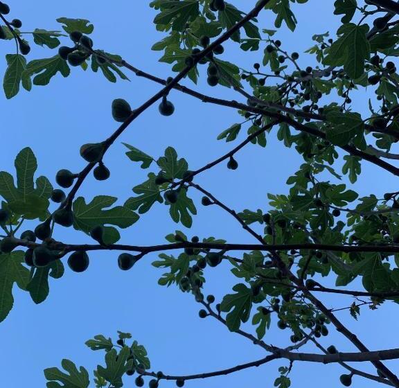 Отель Bettelhaus