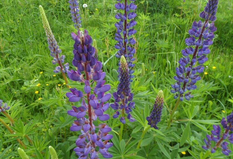 Отель Miriquidi