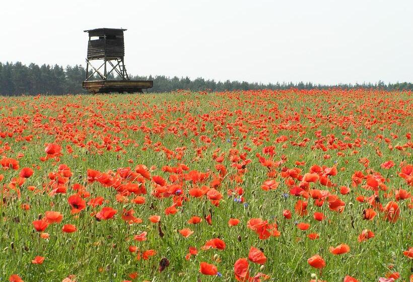 Отель Miriquidi