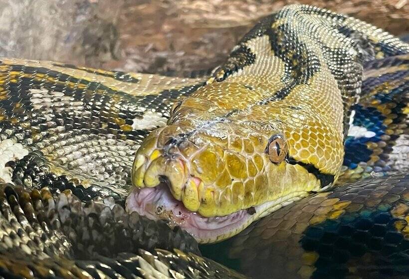 Отель Pension Haus Saarland