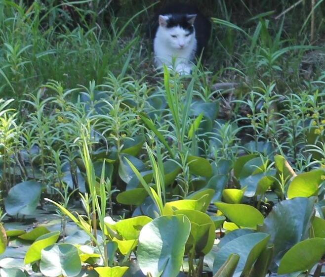 酒店 Pension Sonneneck