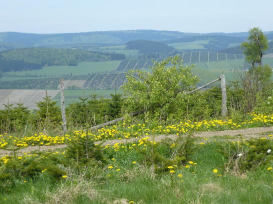 Отель Wartburg Winterberg