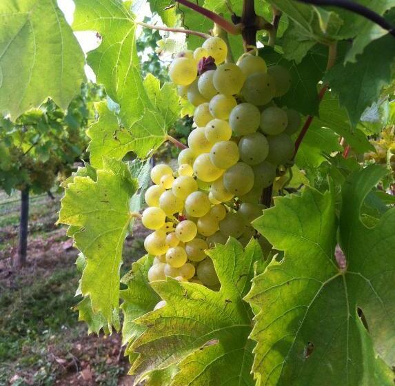 בית מלון כפרי Zum Bären