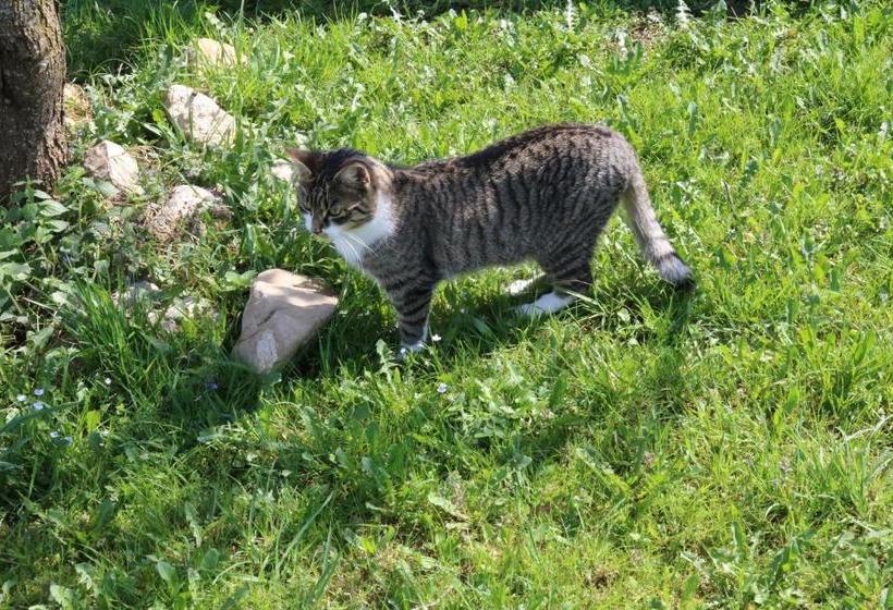 ベッドアンドブレックファースト Pension Berghof