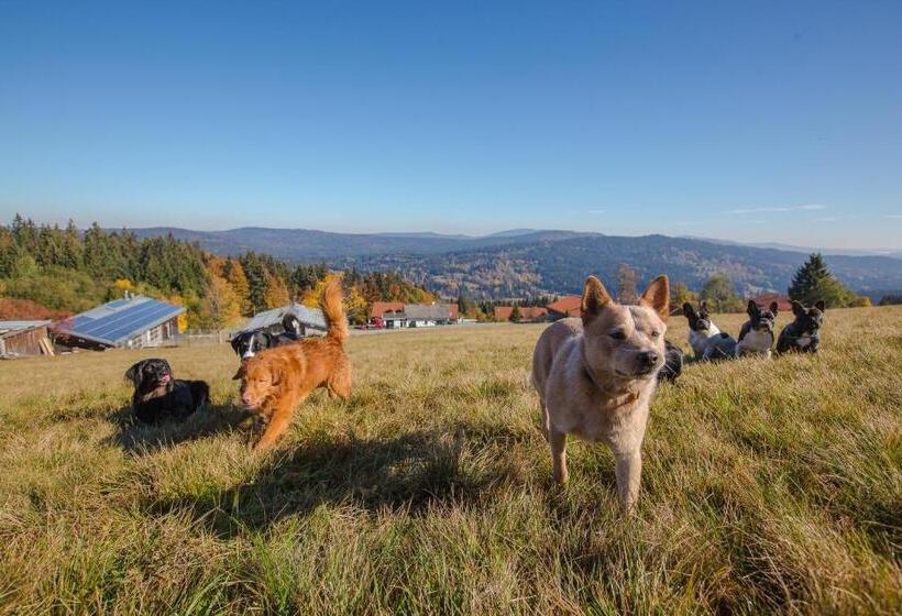 호텔 Hunderesort Waldeck Urlaub Mit Hund Superior