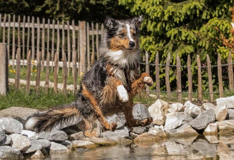 호텔 Hunderesort Waldeck Urlaub Mit Hund Superior
