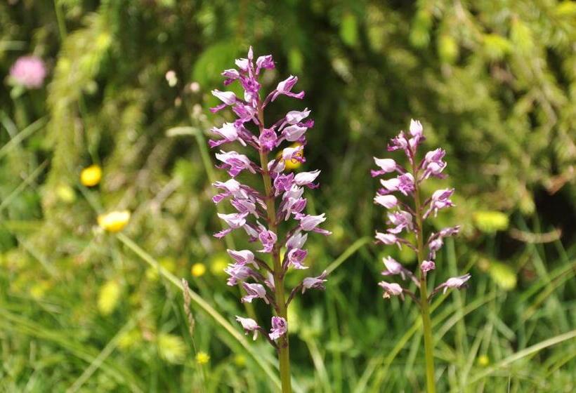 Отель Haus Orchideental Jena