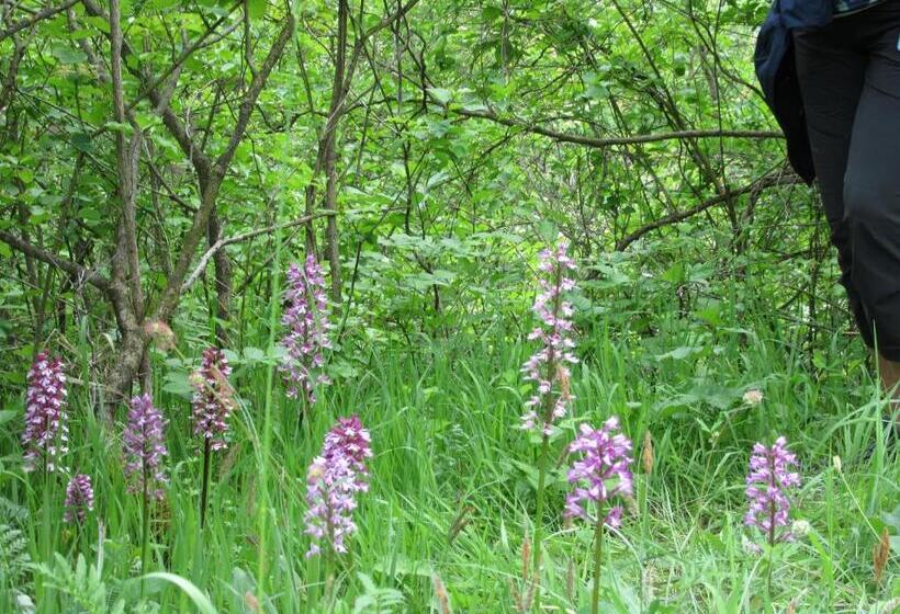 Отель Haus Orchideental Jena