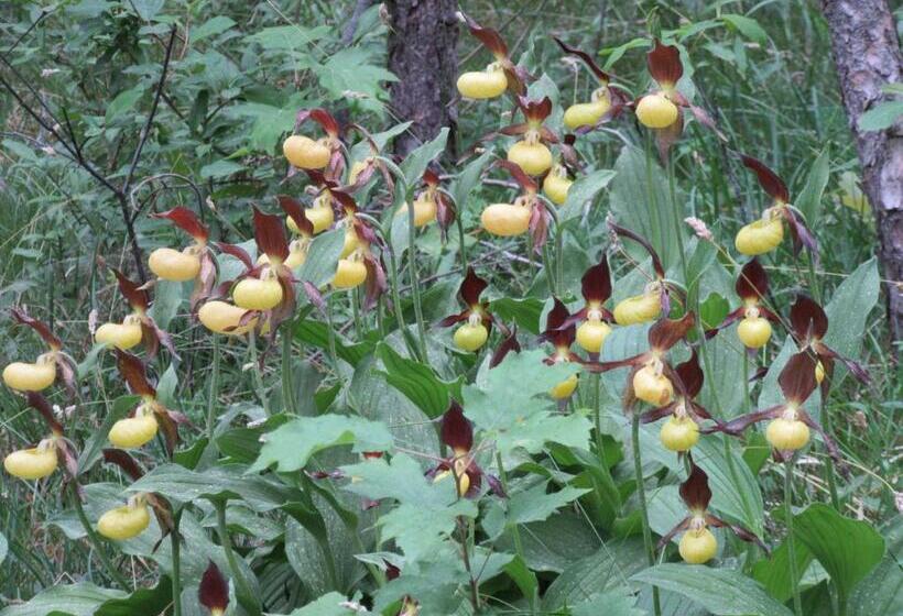 Отель Haus Orchideental Jena