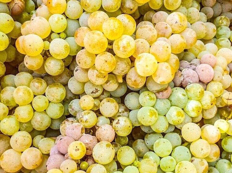 Moselhotel Weinhaus Simon ``sauna``restaurant``eladesäule