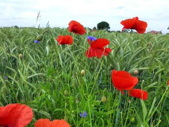 فندق Vita-farm Bergmann-scholvien