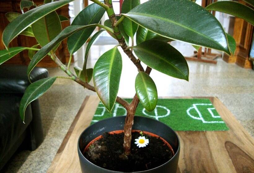 Sleepy Lion Hostel & Apartments Leipzig