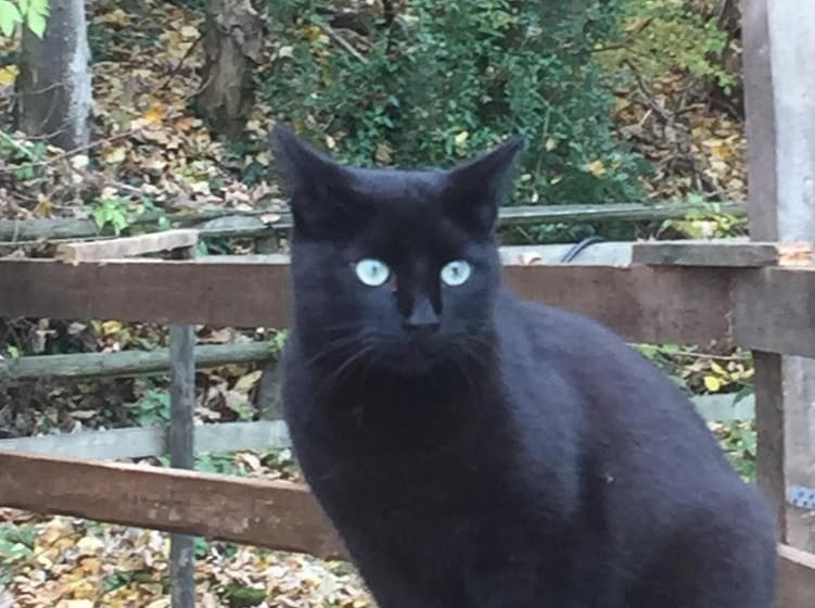 Landhotel Am Wenzelbach