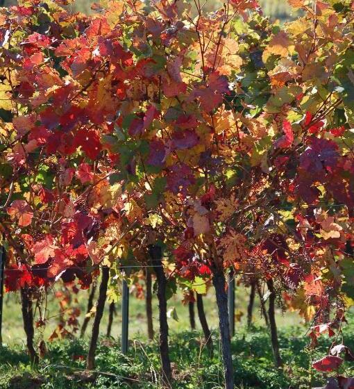 펜션 Gästehaus Kleine Kalmit