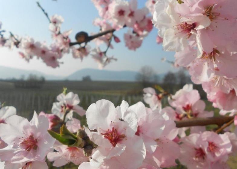 Villa Hochdörffer Gästehaus