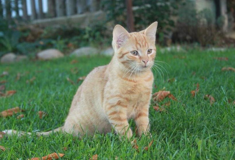 ホテル Almenlandhof