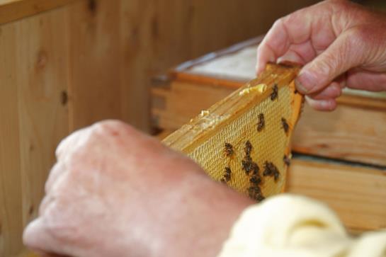 펜션 Bäckerhäusl Gasthof