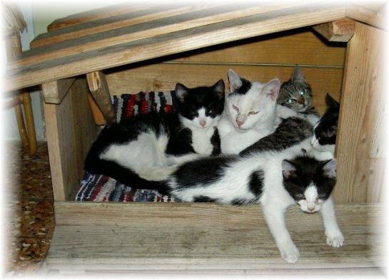 Bauernhof Dunstbauer