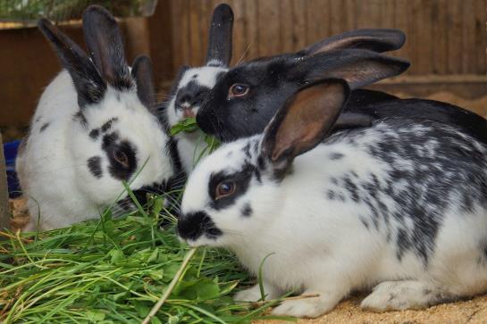 Bauernhof Loeschgruber