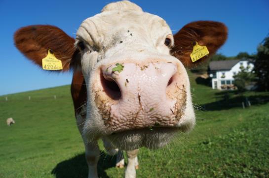 Bauernhof Loeschgruber