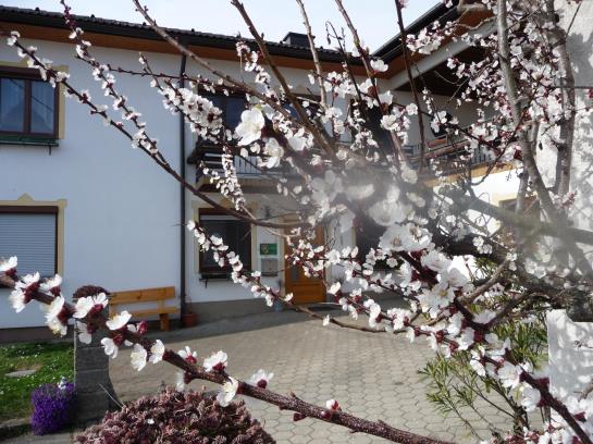 Bauernhof Mostheuriger