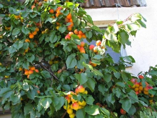 Bauernhof Mostheuriger