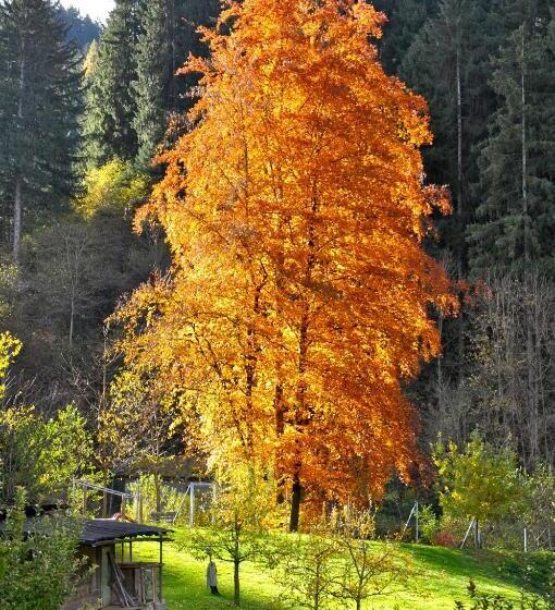 בית מלון כפרי Gästehaus Pension Edelweiss