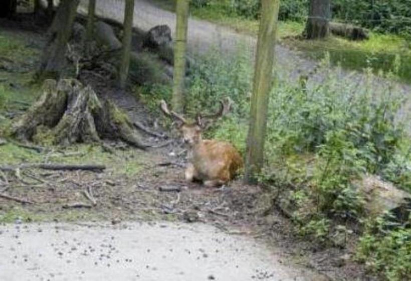 호텔 Haus Hohenstein