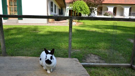 酒店 Kürbishof Gartner